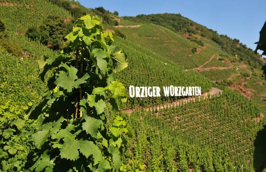 Weingut Gästehaus Derkum-1