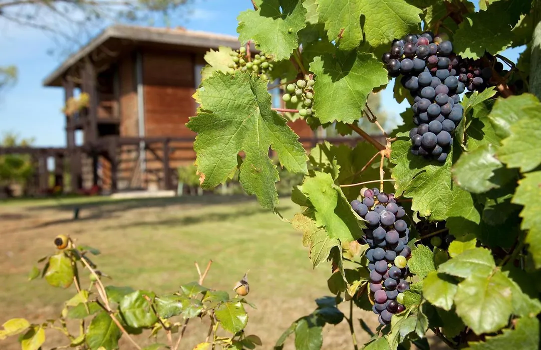 Résidence Les Vignes-1