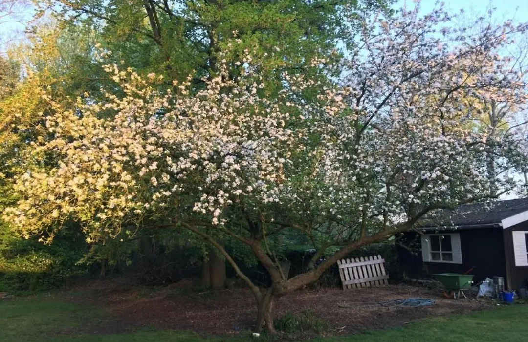 Rose House B&B-1