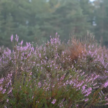 B&B De Loenense Bossen-2