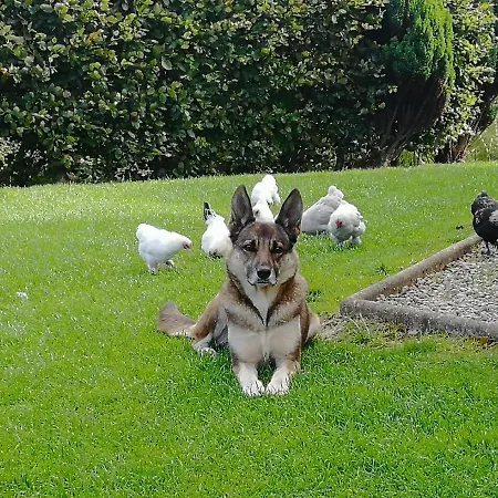 Fox Heaven B&B-2