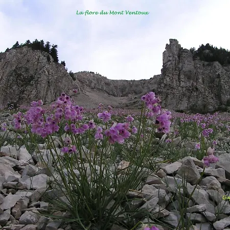 Le Nid au Pied du Mont Ventoux-2