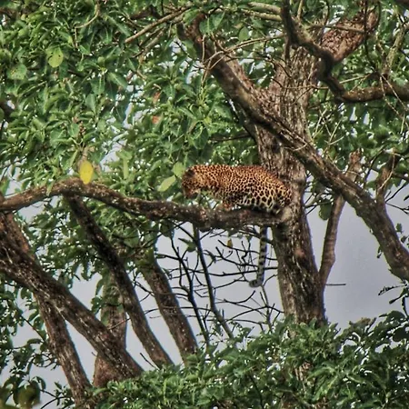 Vividearth Resorts Bandipur-3