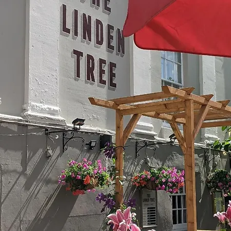 Linden Tree-2