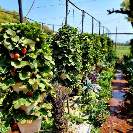 Dv Inns Farmvilla - Besides Strawberry Farms-3