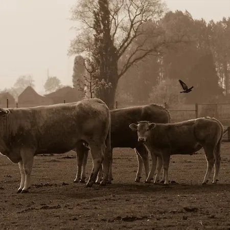 De Groote Waere-2