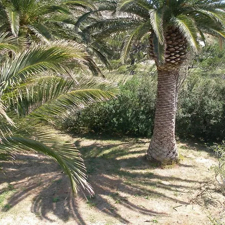 Avra Palm-2