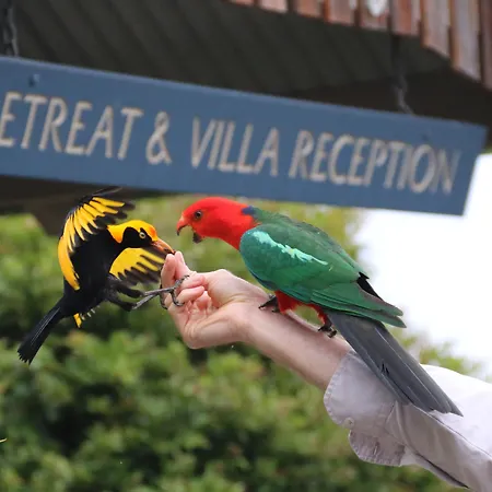 O'Reilly'S Rainforest Retreat-2