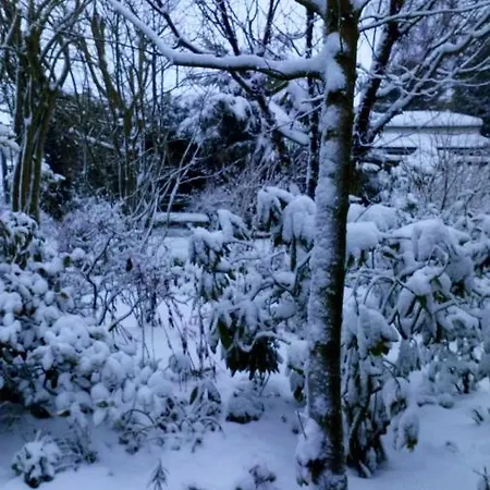 Mountain Ash-2