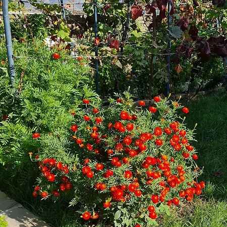 Garden Guest House-2
