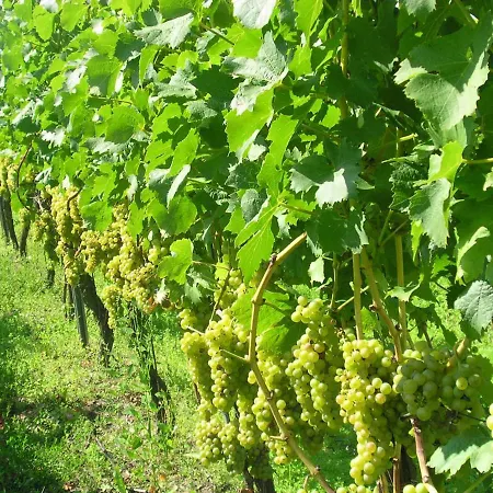 Gästehof - Weinbau Säger-2