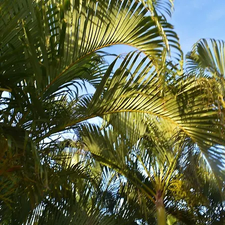 Hibiscus Center-3