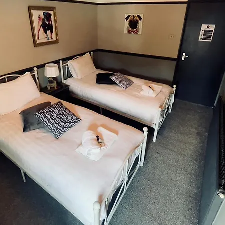 The Italian Greyhound-2