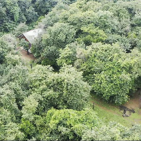 Sky Forest-2