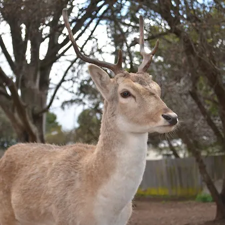 Deer Park Motor Inn Armidale-3