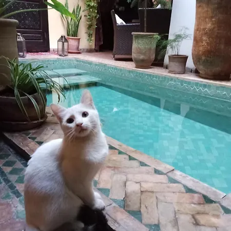 Riad Aguaviva-3
