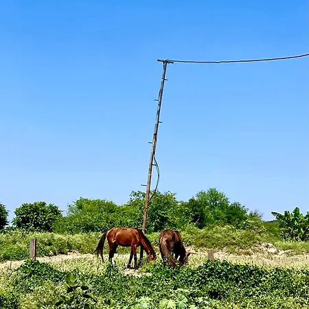 Tekri Farms And Retreat-3