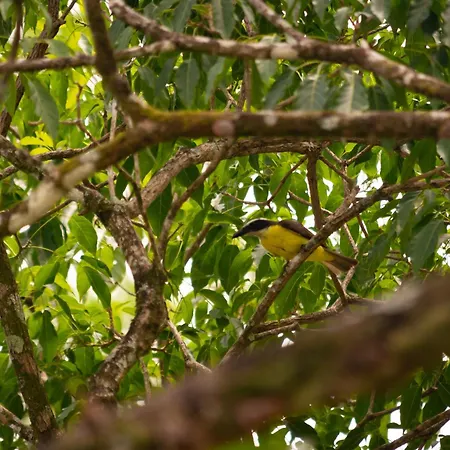 Hotel Heliconias Nature Inn & Hot Springs-3