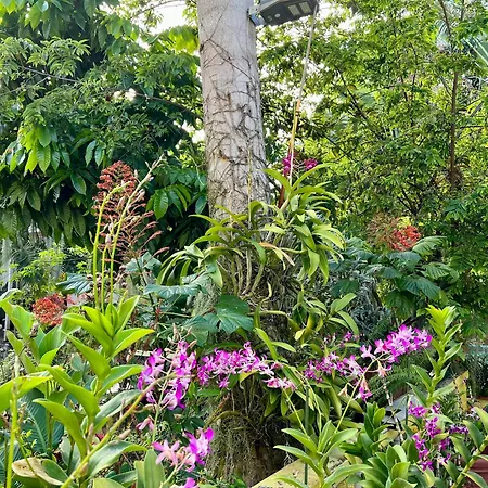 Orchid Cottage-3