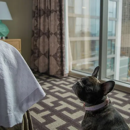 Homewood Suites By Hilton Chicago West Loop Fulton Mkt Area-2