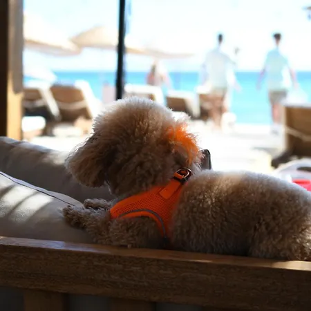 Zaya Cesme Hotel & Beach-3