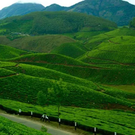 Attukad Waterfalls Near Individual 4 Rooms Cottage 4Bhk 'Attukad Tea Estate'-3