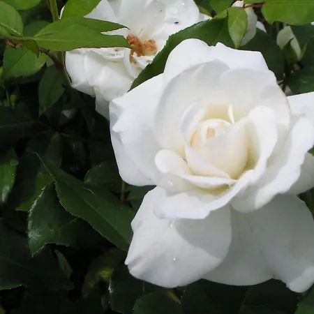 Rosa Arvensis-3