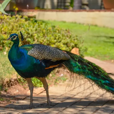 Safari Hotel & Convention Centre, Rustenburg-3