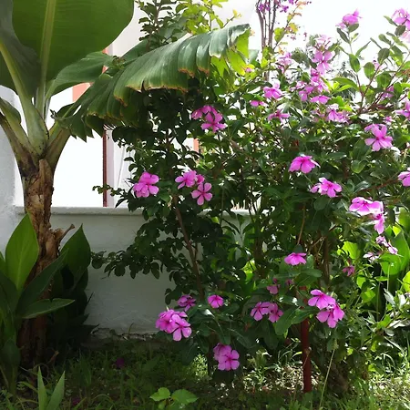 Flower Villa Apart-2