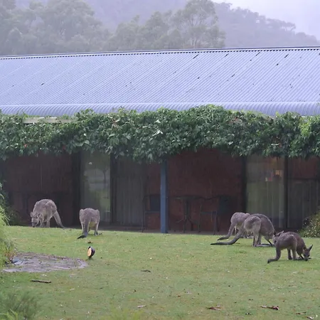 Kookaburra Motor Lodge-2