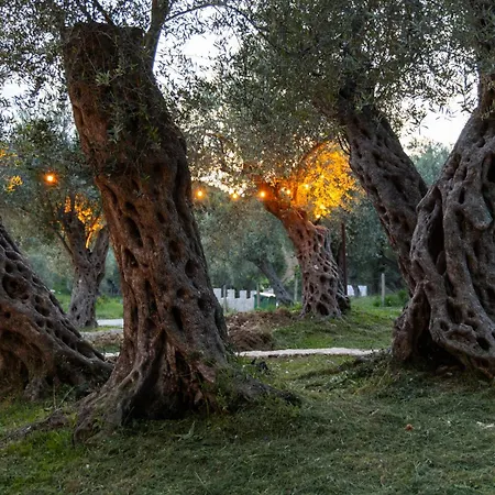 Mashtra - The Olive House-2
