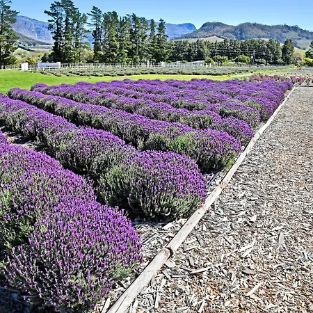 Lavender Farm Boutique Guest House-3