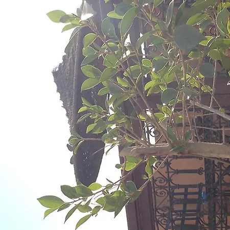 Riad Hiba-3