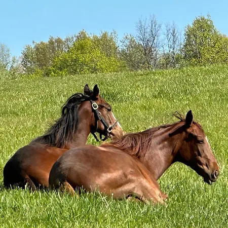 Pillow And Paddock B&B-3