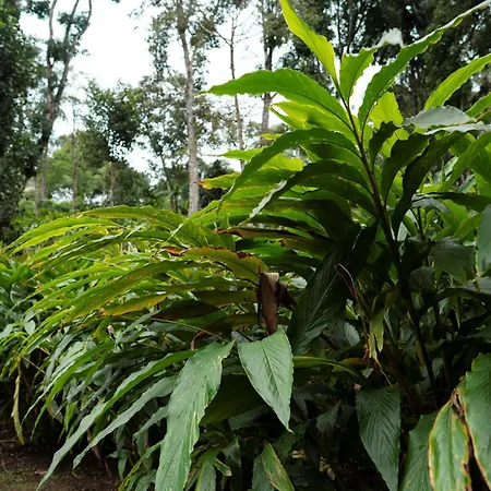 Carmelia Haven Resort Thekkady-2