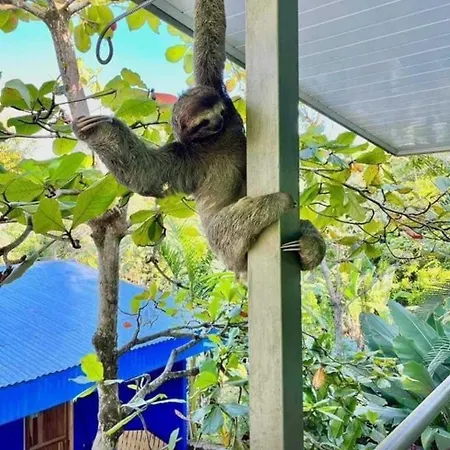 Peace Of Paradise Breakfast Included Free Manuel Antonio Park Tour-3