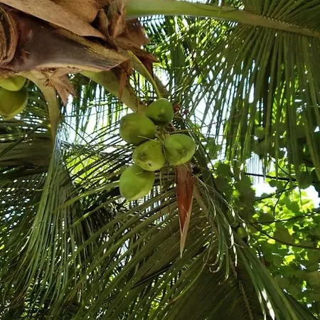 Tiwi Beach Resort & Spa-3