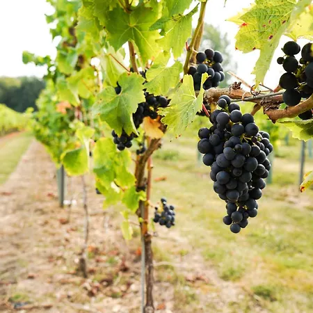 Mersea Island Vineyard-2