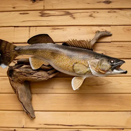 Walleye Inn-3