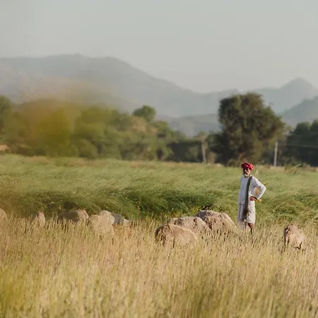 Brij Pola, Jawai - Luxury Jungle Camp With Private Pools-3