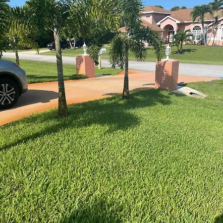 Carols Palm-3
