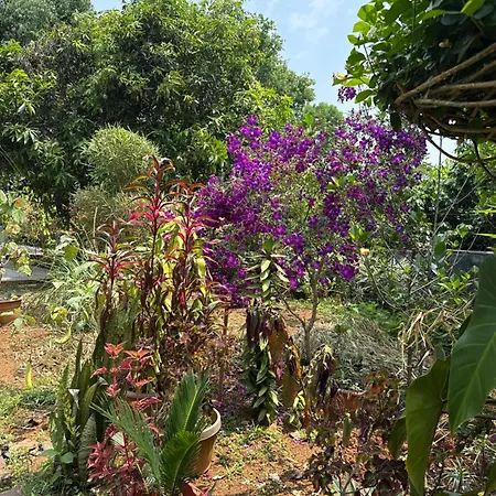 Jungle Castle-2