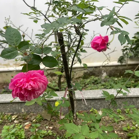 Nhat Long Homestay-3