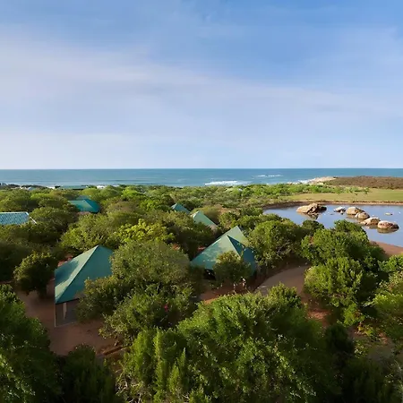 Cinnamon Wild Yala-2