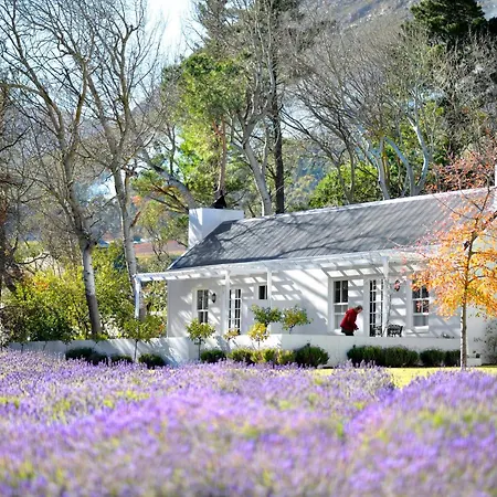 Lavender Farm Boutique Guest House-3