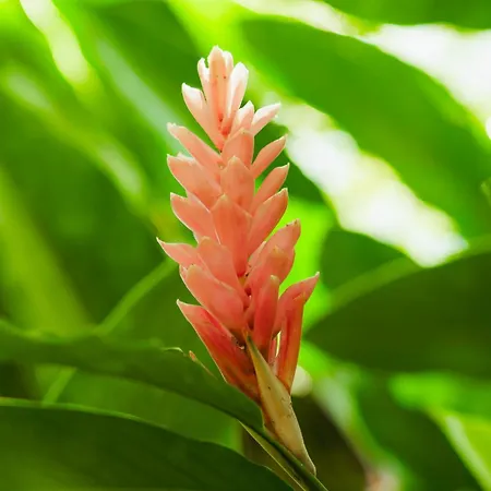 Awake Uvita-2