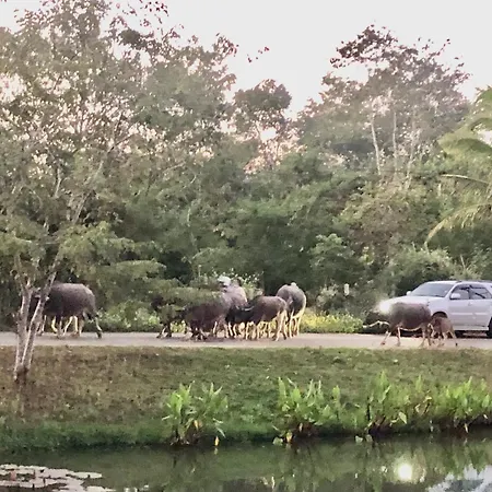 Pura Vida Pai Resort-2
