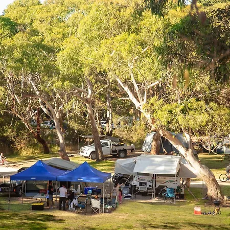 Bimbi Park - Camping Under Koalas-2