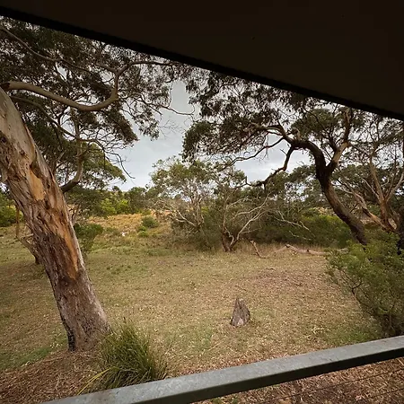 Bimbi Park - Camping Under Koalas-3
