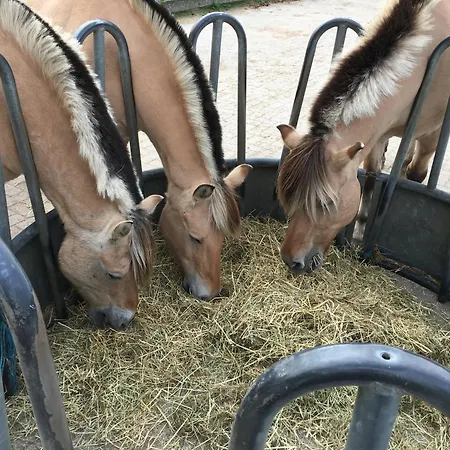 Gastenverblijf op unieke locatie De Kronkel op de Veluwe-3